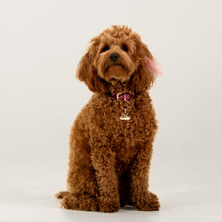 Pawfect Künye | 14 Ayar Altın