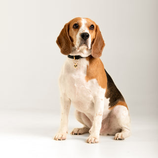 TailMate Künye | 14 Ayar Altın