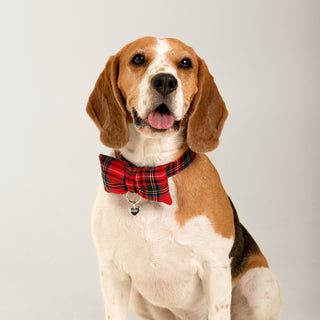 Pixie Künye | 14 Ayar Altın